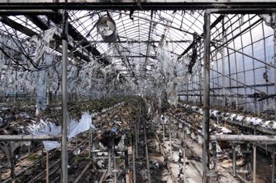 20260312 창리 비닐하우스 화재피해현장 점검 (28).JPG